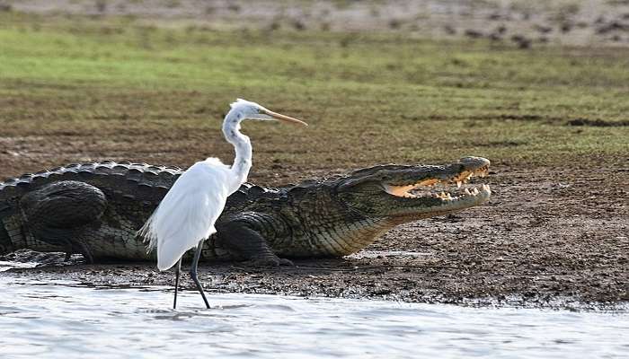 Wildlife Photography is a popular choice for things to do in Nagarhole National Park.