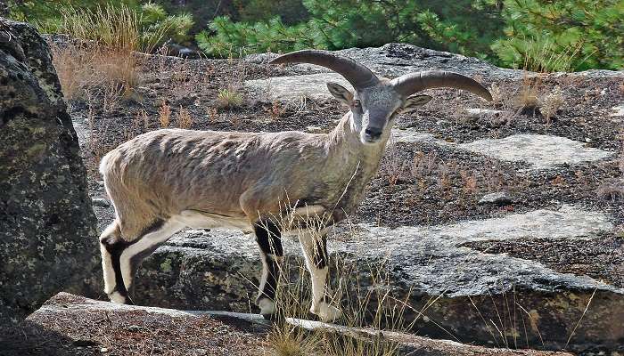 Himalayan Blue Sheep around Cholamu Lake Sikkim.