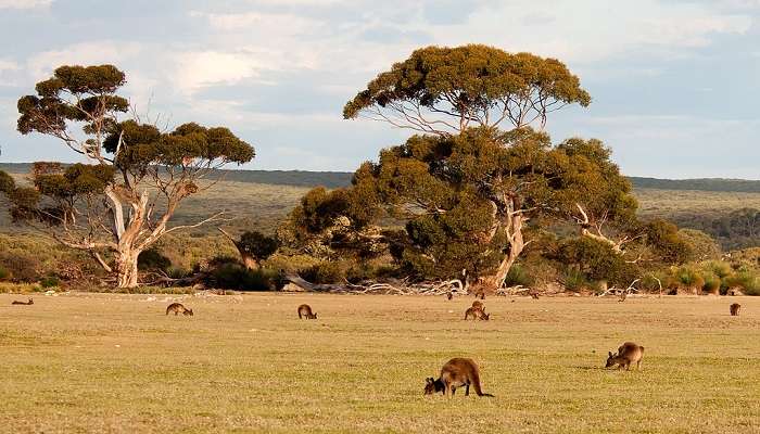 Kangaroo Island is one of the best things to do in Barangaroo.