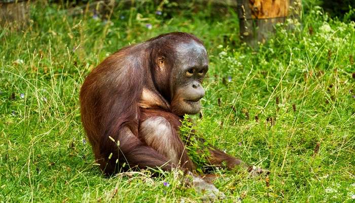  Get to see the unique, rich biodiversity of Trishna Wildlife Sanctuary 