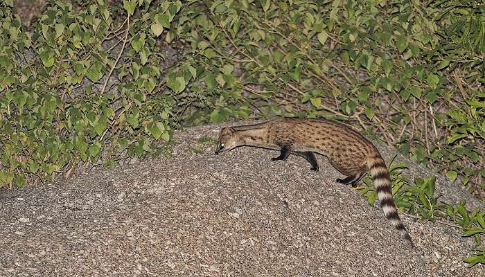 Indian Civet at Gujarat.