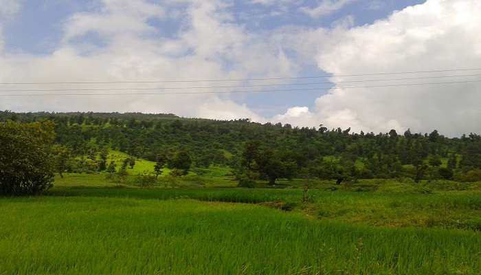  Greenery at the Wilson Hills positioned.