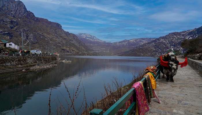 Enjoy a yak ride near Tsomgo Lake. 