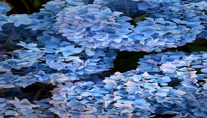 A bunch of flowers in a botanical garden.