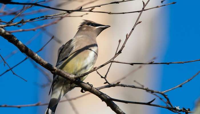 Watch beautiful birds.