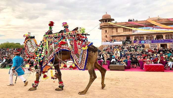 बीकानेर ऊँट उत्सव<