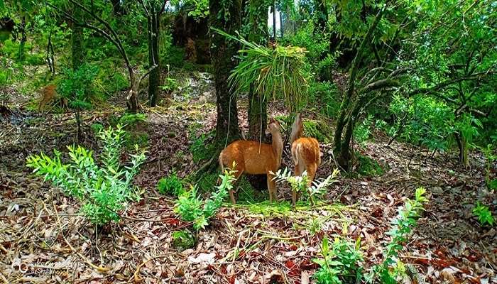 Deers at Eco Cave Park, Nainital