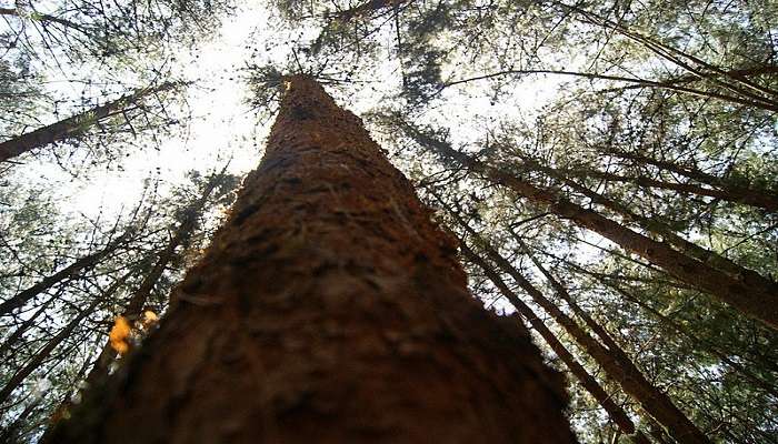 View of a pine tree 