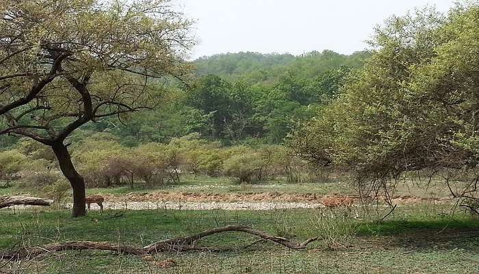 a view of Rajaji National Park for the jungle safari.