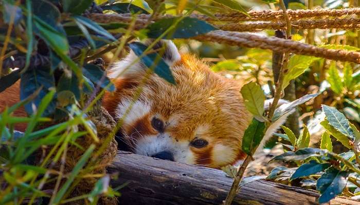 You can spot a red panda at the G.B. Pant High Altitude Zoo.