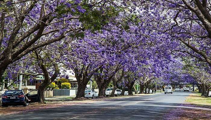 Jacaranda Lining the Streets are the top things to do in Grafton.