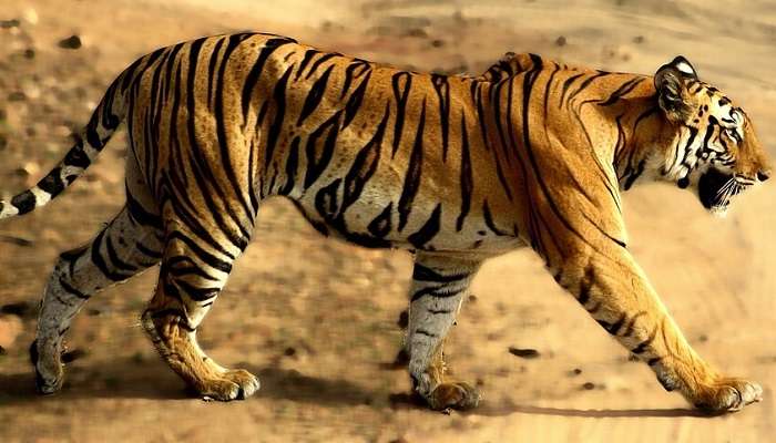 A tiger in Bandhavgarh. 