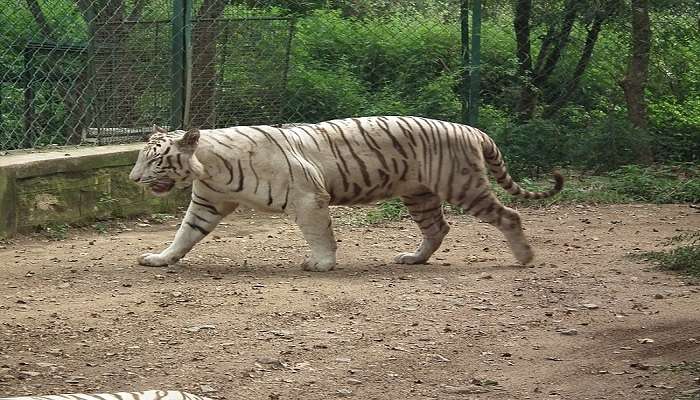 Spot wildlife at the Bannerghatta National Park, one of the iconic places to visit near Bangalore Palace-