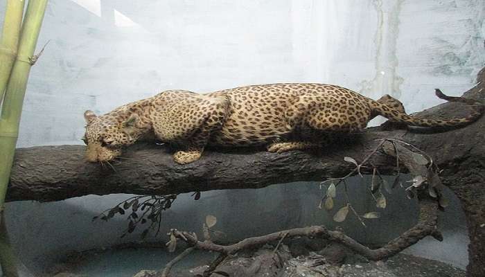 Stuffed Leopard at Baroda Museum & Picture Gallery.