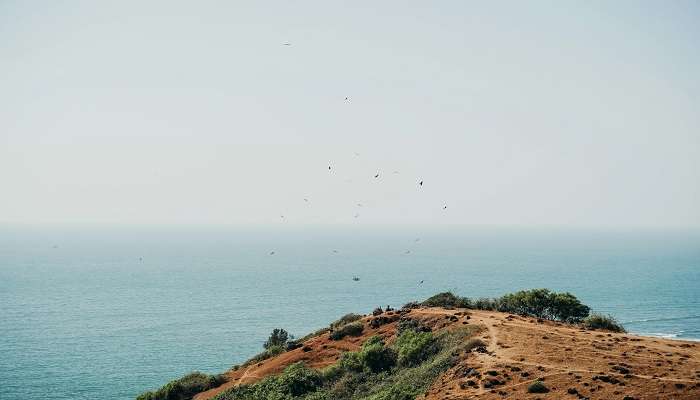 Bat Colony Viewpoint