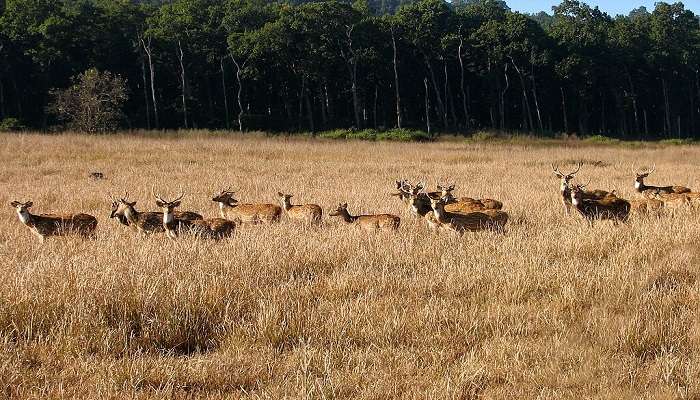 Time to visit Rajaji National Park for a jungle safari.