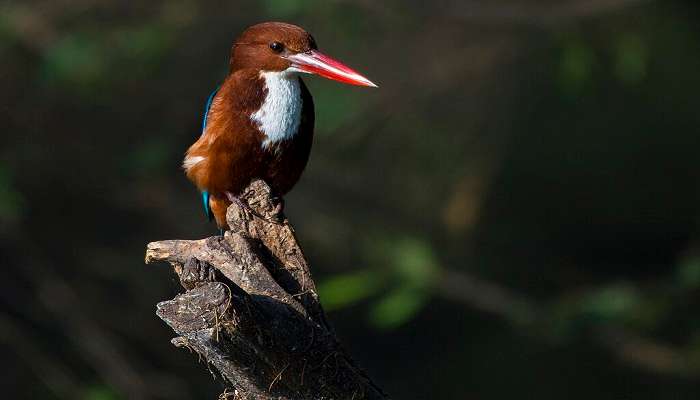 White Throated Kingfisher at Thol Lake Bird Sanctuary. 