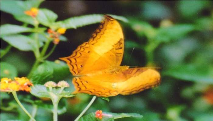 Image of cruiser male in Bhagwan Mahavir Wildlife Sanctuary during daytime