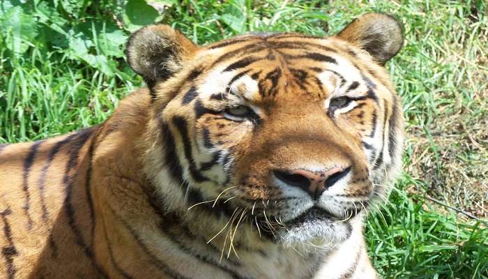 Royal Bengal Tiger resting in its enclosure at G.B. Pant High Altitude Zoo