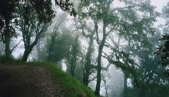 Binsar Wildlife Sanctuary