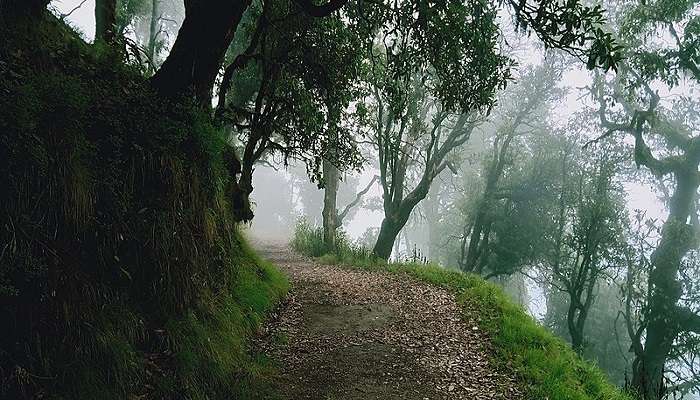 Pathway at Binsar Wildlife Sanctuary