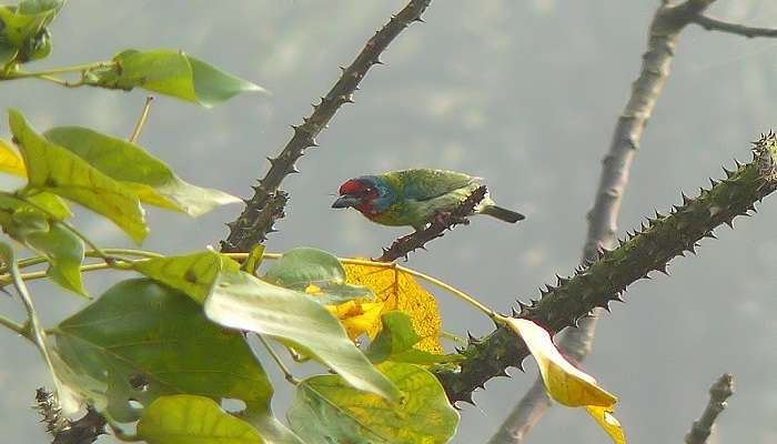 Malabar Barbet is a small barbet found in Western Ghats of India At Wayanad Wildlife Sanctuary in Kerala.