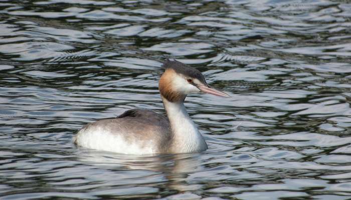 See the birds at the lakha banjara lake.