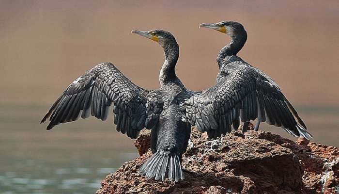 A pair of Great Cormorants at Wayanad viewpoint.