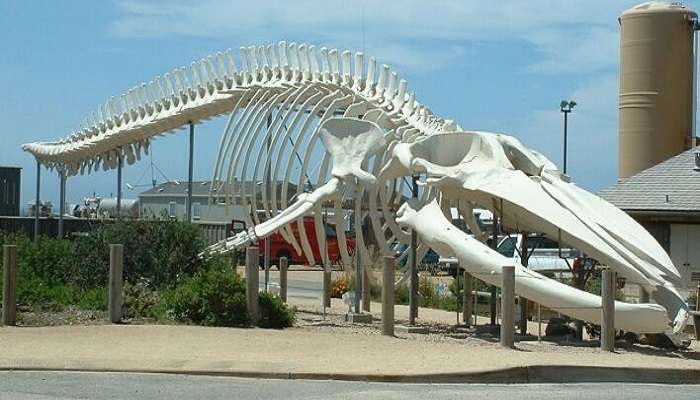 Blue Whale Skeleton displayed at Baroda Museum & Picture Gallery. 