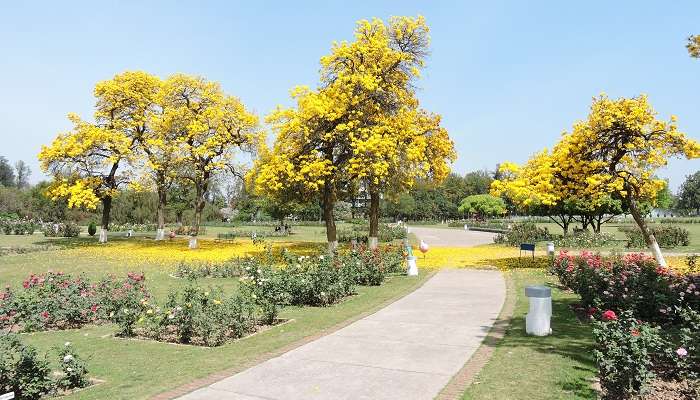 La vue de Rose garden de Chandigarh