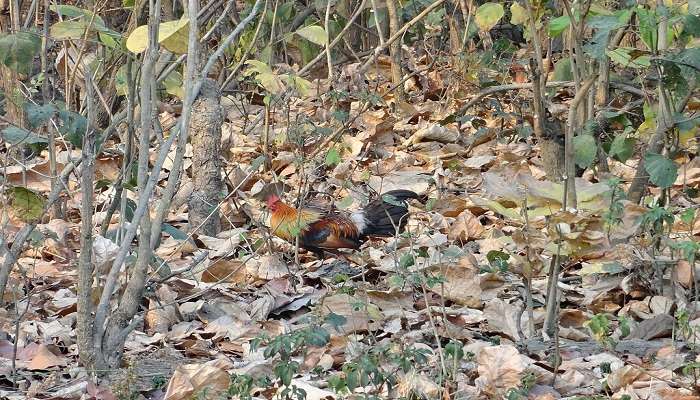 Red junglefowl foraging.