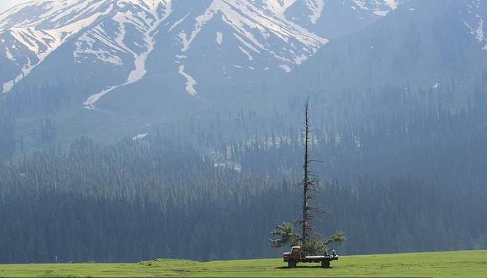 Beautiful Chiranbal meadows.