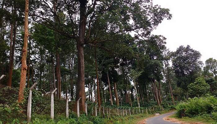 The expansive coffee plantation in Karnataka at bangarpet.