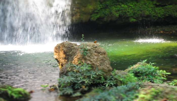 A kingfisher sighting near Corbett falls. 