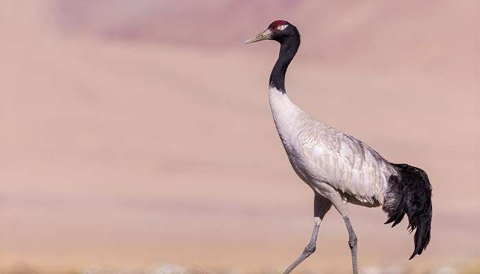 The vista of a black-necked crane.