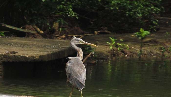 Western reef at Zuari River.