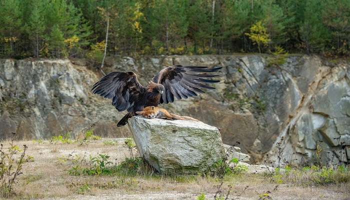 The golden eagle feeding on a dead fox.