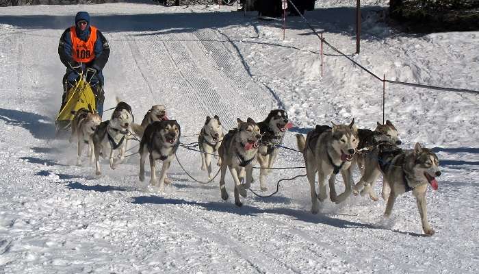 Indulge in the Dogsled race.