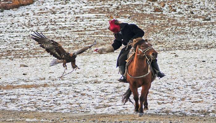 A Kazakh hunter training his eagle.