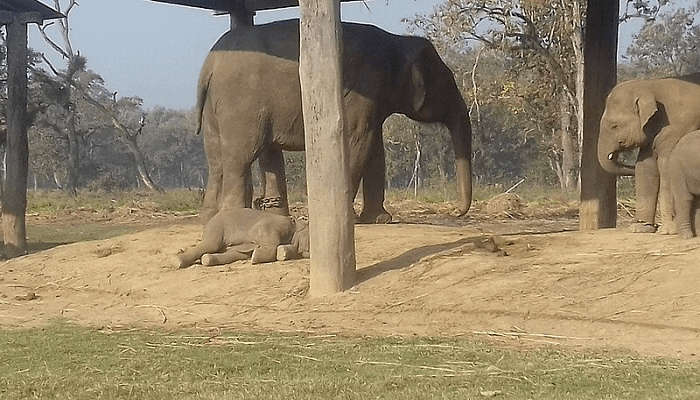 Beautiful elephants at the Elephant Rehabilitation Centre. 