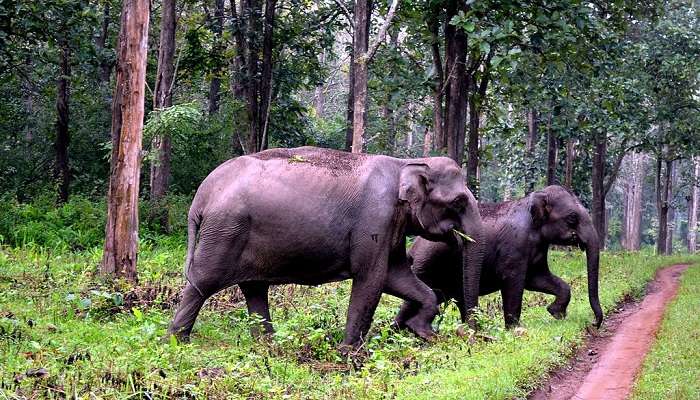 Elephants crossing the path in Tholpetty Range