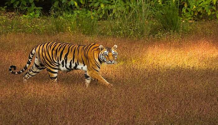 Tourists viewing Tiger.