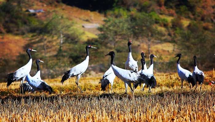 The picturesque vista of Black-Necked cranes.