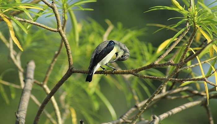 Sunbird at Kanha National Park, one of the best things to do.