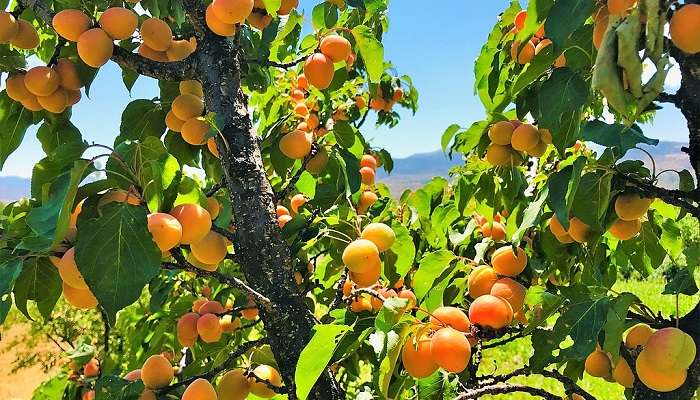 The commonly found Apricot trees in Turtuk Village Ladakh.