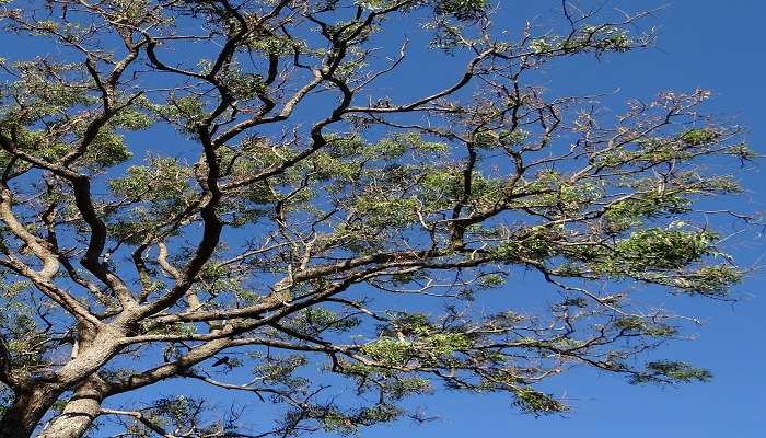 A popular one around Kolar, the Neem tree