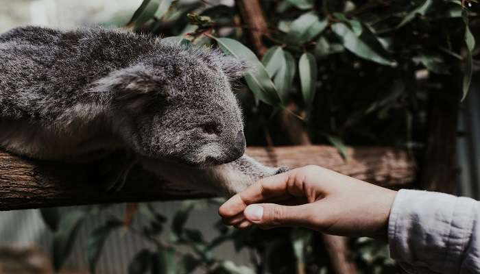 A sleeping koala