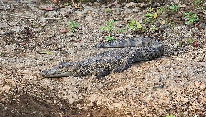 Gir National Park a best places to visit in Gujarat for 1 day.