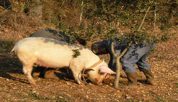 For a unique culinary adventure, try your hand at truffle hunting in Tuscany's scenic forests 