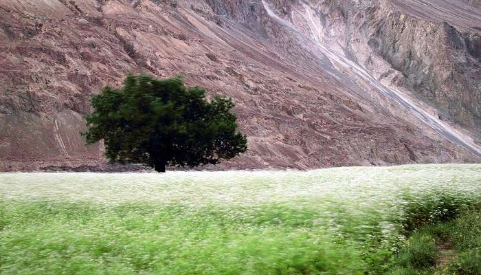 Turtuk Valley’s Scenic Locations in Ladakh.